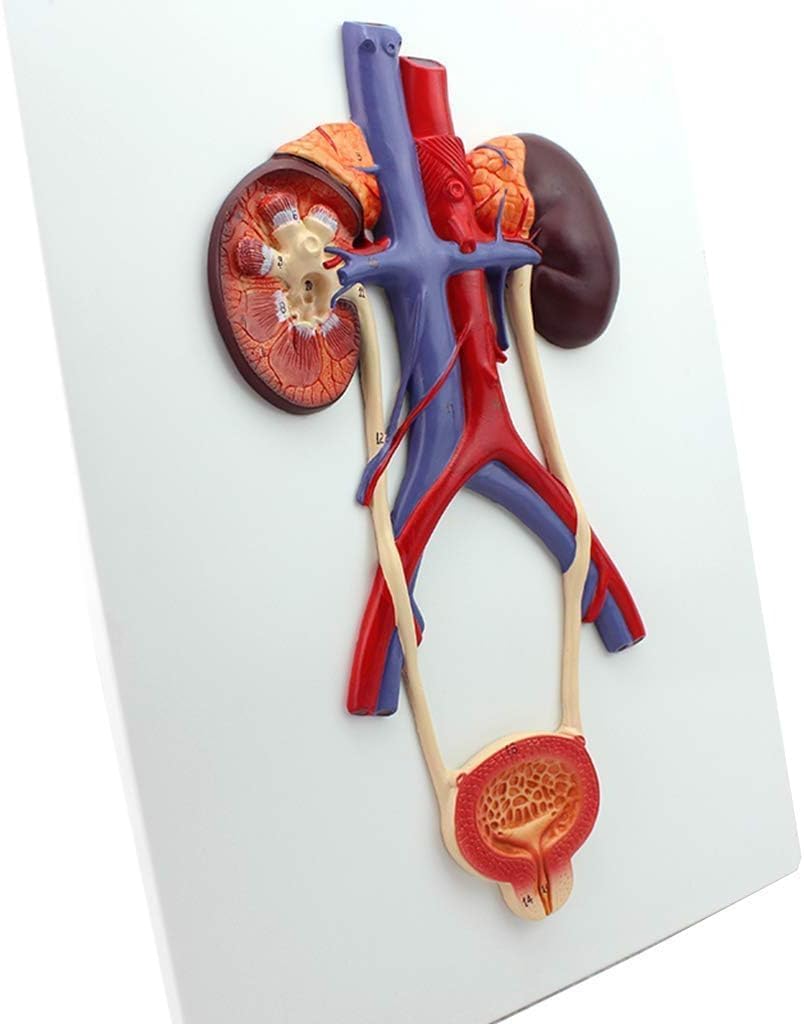 FROON Human Urinary System Model Ureteral Bladder Urethra Model Kidney Anatomy Model with Digital Indicator for Teaching Display