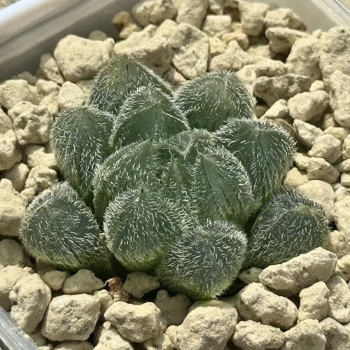 A ϗtA nI`A nIVA [ 剻 ʂ  K[fjO A v[g Mtg ϗtA  zj Vzj CeA nIy