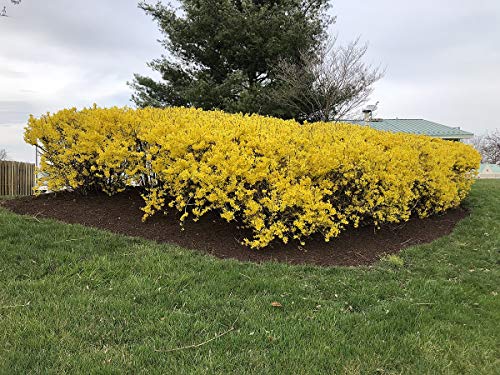 Kumson Variegated Forsythia Bush - Yellow Flowering Shrub - Live Plants Shipped 1 To 2 Feet Tall (No California) #TOP4