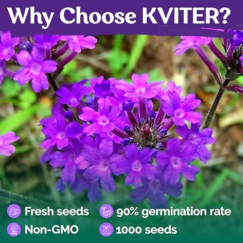 KVITER 1000 Purple Trailing Verbena Seeds (Verbena Tenuisecta) - Creeping Verbena, Purpule Moss Verbena Seeds - Ideal Perennial Flower Seeds for Planting in Outdoor Garden, Containers, Windowsills - Thumbnail 5