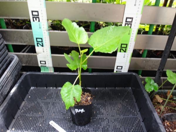 プヤ セルーレア 抜き苗 プヤ・セルーレア | Pay ID プヤ セルーレア