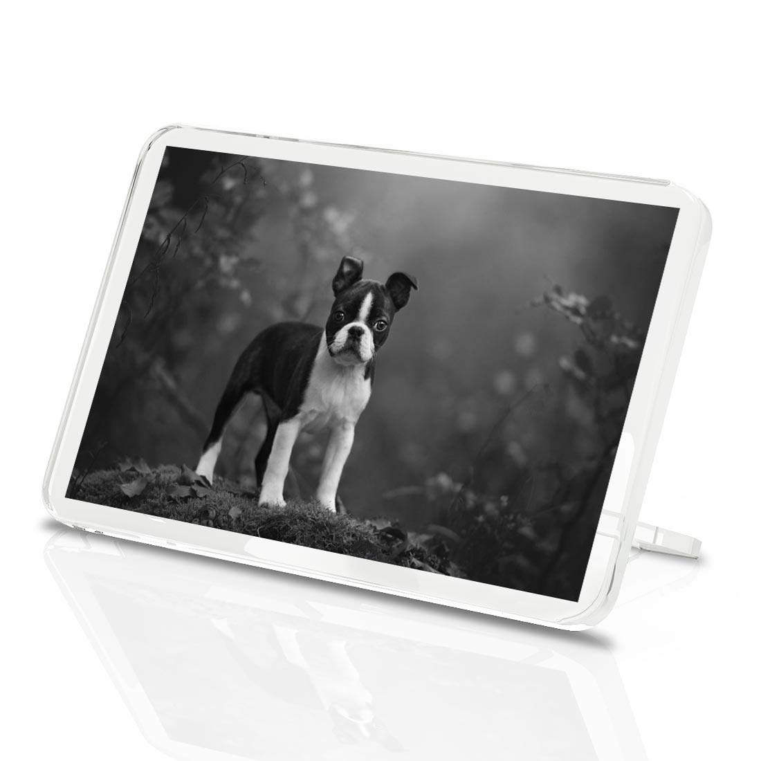1 x Fridge Magnet - Boston Terrier Puppy Dog #38652