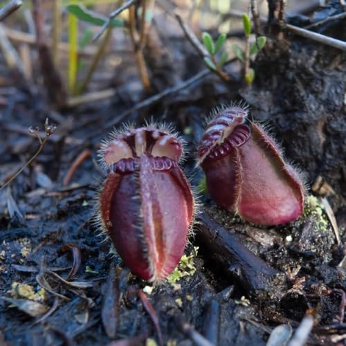 Generic Zwergkrug Samen Fleischfressende Pflanzen 10Stk.