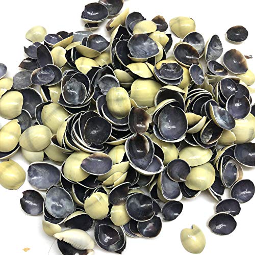 PEPPERLONELY Cut Top Pieces of Money Cowrie Sea Shells, 8 OZ Approx. 380+PC Shells, 1/4 Inch ~ 1 Inch