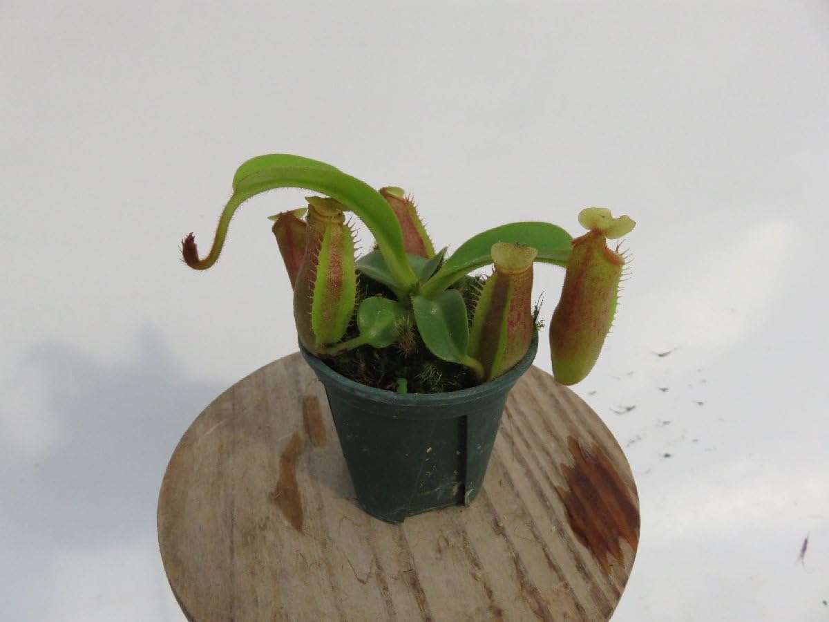Amazon.co.jp: N.edwardsiana #51 yellow porling ranau × veitchii