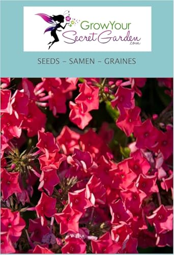 Phlox paniculata Red, Phlox des Jardins - vivace