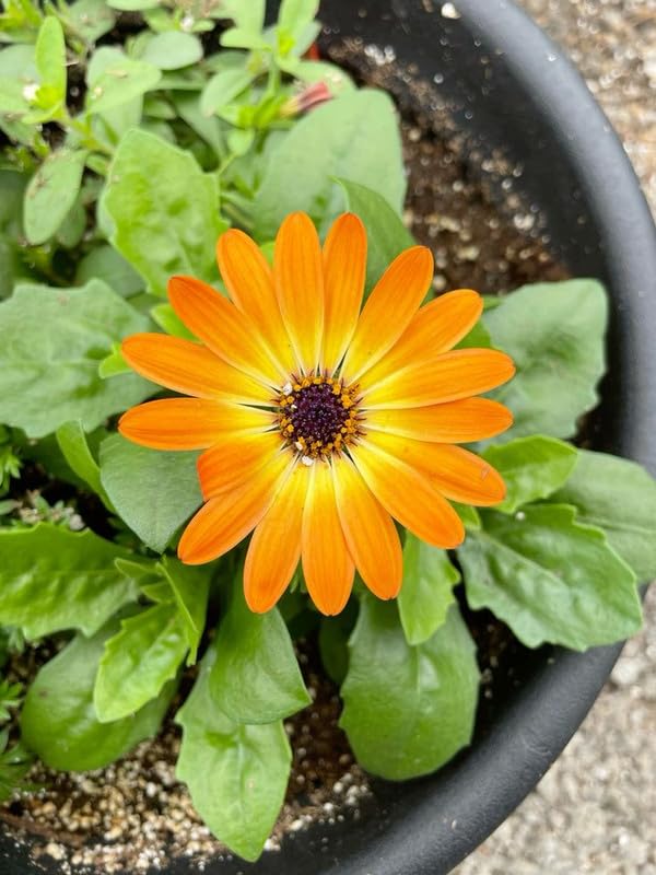 Radha Krishna Agriculture Imported Osteospermum Flower Seeds For Kitchen Gardening (Pack Of 50-60 Seeds) (B0D8LDP7CT) Amazon Price History, Amazon Price Tracker