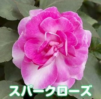 Amazon 宿根草 ユーフォルa１鉢に３色咲く カリフォルニアローズ 八重咲きインパチェンス改良品種 の８号鉢 これからどんどん咲いてきます 直径２４cm鉢植え おひとり2鉢まで 花