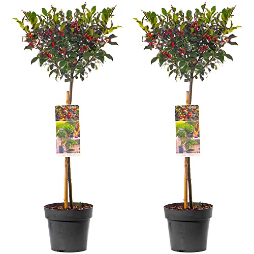 Standard Holly Baum - 2er Pack | Robuste Immergrüne Lutscher | Für Terrasse Garten