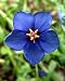 60+ Anagalis Blue Pimpernal Flower Seeds / Deer Resistant Perennial