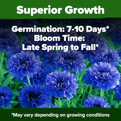 Image of HOME GROWN Bachelor Button Seeds Tall Blue - 6000 Cornflower, Stunning Blue Blooms for Wildflower Gardens, Non-GMO Flowers & Pollinator-Friendly Spaces, Low Maintenance Flower Seeds (Centaurea cyanus)