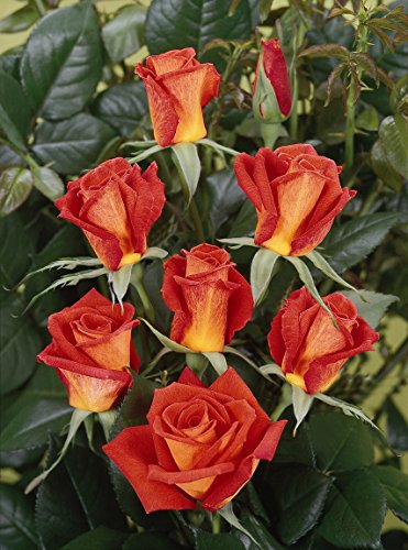 Edelrose Monica im 5 Liter Rosentopf Cover