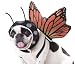 Animal Planet PET20101 Butterfly Dog Costume, Large