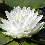 Hughes Water Gardens White Hardy Waterlily (2 Plants)