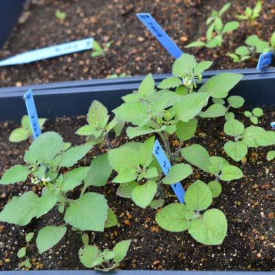 Ground Cherry Tomatillo 125 Seeds Or 1/4 Gram - Heirloom Non Gmo Cape Gooseberry Seeds, Golden Berry Plant Seeds, Vegetable Seeds For Planting, Cherry Fruit Physalis Seeds #TOP3