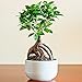 Ideale Geschenkepflanze für Zuhause oder das Büro - Ficus Ginseng dekorativer innen Bonsai