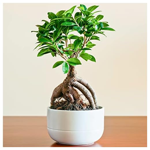 Ideale Pianta da Regalo per la Casa o l'Ufficio - Ficus Ginseng Bonsai Decorativo per Interni