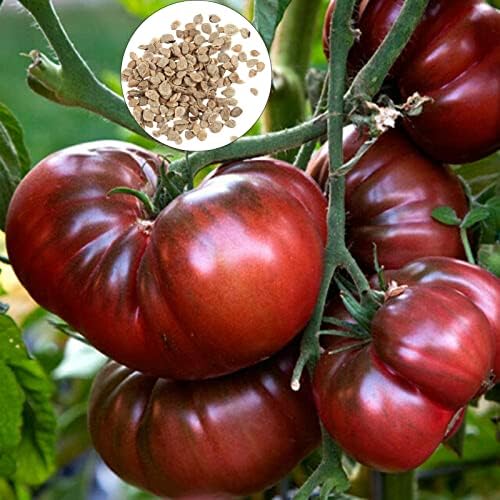 Purpurowe Nasiona Pomidorów 50 Szt Fioletowe Nasiona Pomidorów Aromatyczne Niski Kwas Bez GMO Organicznie Uprawiane Nasiona Warzyw Do Sadzenia Fioletowy