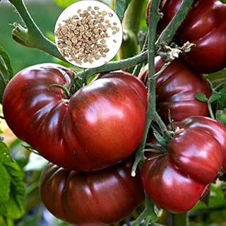Purpurowe Nasiona Pomidorów 50 Szt Fioletowe Nasiona Pomidorów Aromatyczne Niski Kwas Bez GMO Organicznie Uprawiane Nasiona Warzyw Do Sadzenia Fioletowy