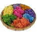 Bister 6.5oz Reindeer Moss Preserved 5 Assorted Colors for Fairy Gardens, Gift Packing, Dressing Potted Plants and More Crafts