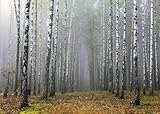 Loccor 6x4ft Fabric Foggy...