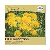 Samenliebe BIO Löwenzahn Samen | Wilder Löwenzahn - winterhart & mehrjährig - samenfestes BIO Saatgut