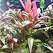 HOT! Alternanthera Lilacina Bunch BUY2GET1 Freshwater Live Aquarium Plant Red Stems