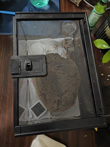 AWXZOM Mini tanque de terrário de vidro para répteis, gaiola para tarântula, lagartixas, lagartos, c
