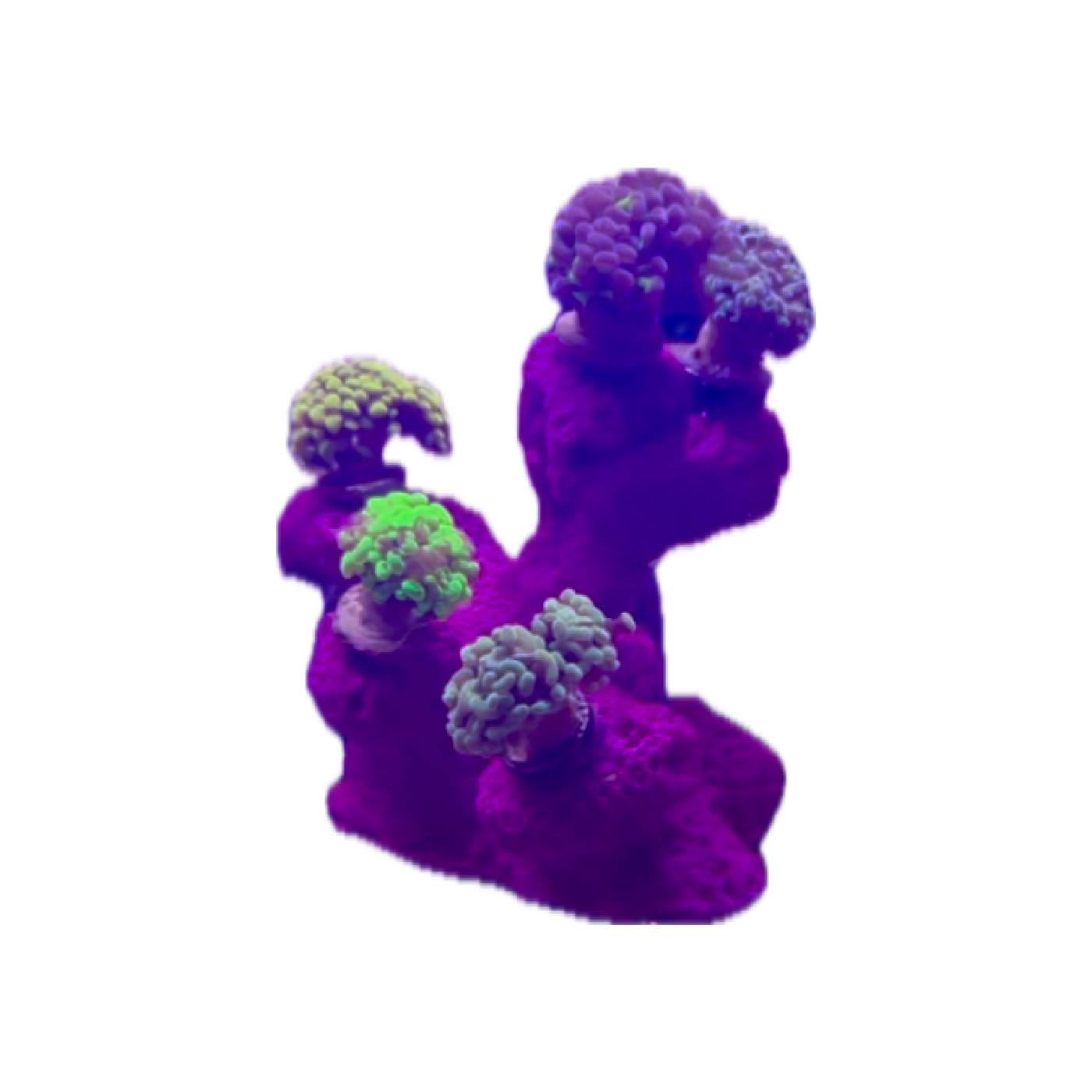Amazon.com: Ocean Aquaria 7 Hole Tower Coral Frag Plug Rack/Frag