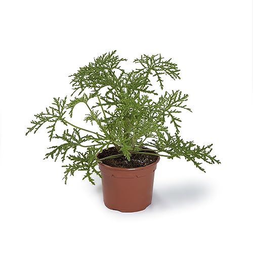Cool Green - Planta natural interior - Citronella - Apta para Mascotas