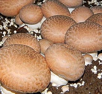 Root Mushroom Farm - Mushroom Liquid Culture / Portobello (agaricus bisporus)