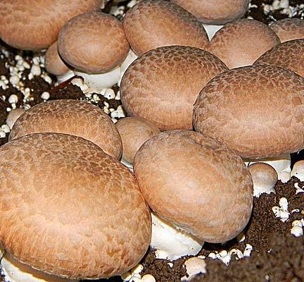 Root Mushroom Farm - Mushroom Liquid Culture / Portobello (agaricus bisporus)
