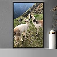 Framed Canvas Wall Art Llama Animals Camels Expressive Farmhouse/Country Living Room Multicolor Photography - 16x24 inches