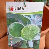 LA IBERICA Árbol Lima Dulce. Árbol de 2 años. En Maceta plástica. 1,50 cm Altura