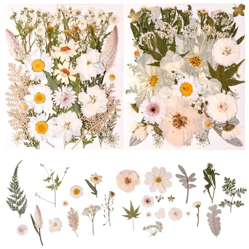 nisetten 80PCS Natural Color Pressed Dried Flowers, White