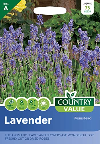 Lavender Seeds Munstead by Country Value Aromatic Flowers & Leaves