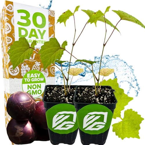 Delicious' Muscadine Grape Vine Live Plant - Vitis rotundifolia by Wellspring Gardens - Thriving Starter Plant for Outdoor Gardens - Juicy Grape Plant - Perfect for Eating Fresh, Jam or Wine (2-Pack)