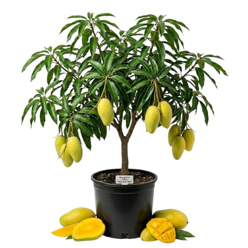 NAM Doc Mai Mango Tree Live Plant Yellow Mangos Grafted Tree Tropical Mango Plant Sweet Fruit Trees 1.5-2.5 Feet Tall 3 Gal Pot, No Ship CA