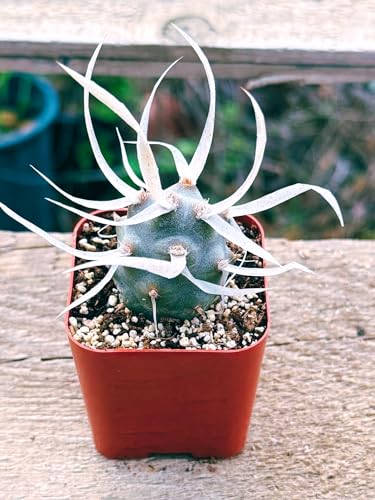 Succulents Plants Live 2inch Live Mini Succulent Plants, Easy Care House Plants Rooted in Succulent Soil Mix, by The Succulent Cult (Paper Spine Cactus - Tephrocactus Articulatus, 2 Inch) - Thumbnail 3
