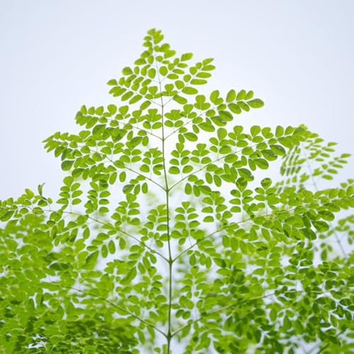 semillas de moringa para plantar Plantas resistentes para el jardín árbol de moringa plantas de hoja perenne resistentes semillas de arboles plantas balcon, decoracion sala Semillas 12pcs