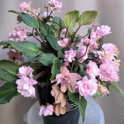 semi di violetta africana, tappezzante perenne resistente di violetta africana, giardino, appartamento vecchie varietà, 200pcs