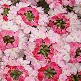 250PCS Verbena Hybrida Pink Dwarf Groundcover Tender Perennial Bees Non-GMO Seeds