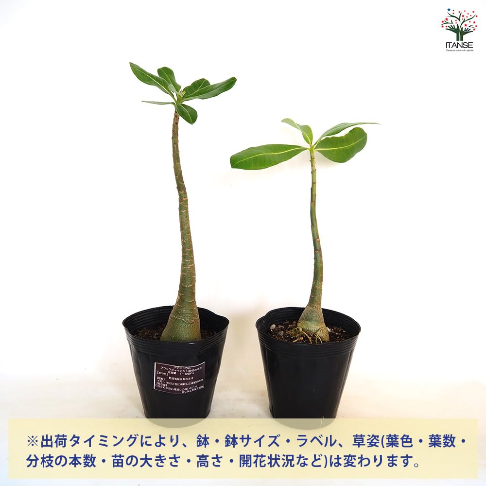 Amazon|ITANSE アデニウム アラビカム ブラック Amazon|ITANSE アデニウム アラビカム ブラック