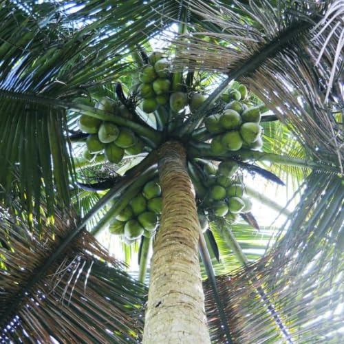 Thailanad Native Bread Coconut Tree Plant- (Pack of 1)