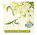 Insectsales.com Chinese Praying Mantis (Live) + Free Fruit Flies & Kit (Educational)