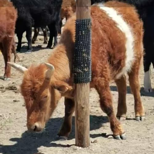 MeiZhongKai Raspador de gado – Escova para arranhar gado | Escovas de cavalos, alívio de coceira de