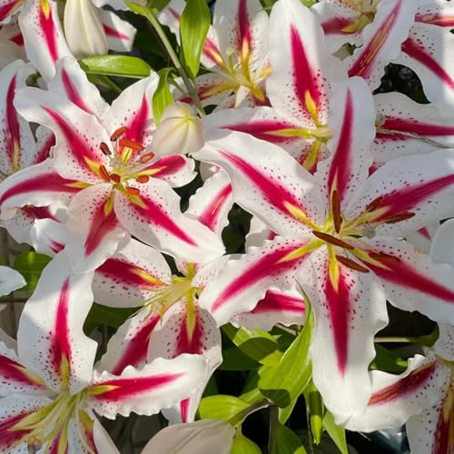 Lily Bulbs, Cottage Garden, Rustic Charm, Vintage Style, Country Living