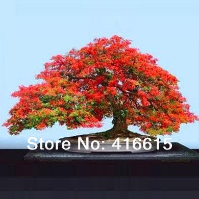bonsai trees wholesale Buy Bonsai Tree Online | Bagwani Nursery | Bonsai 31