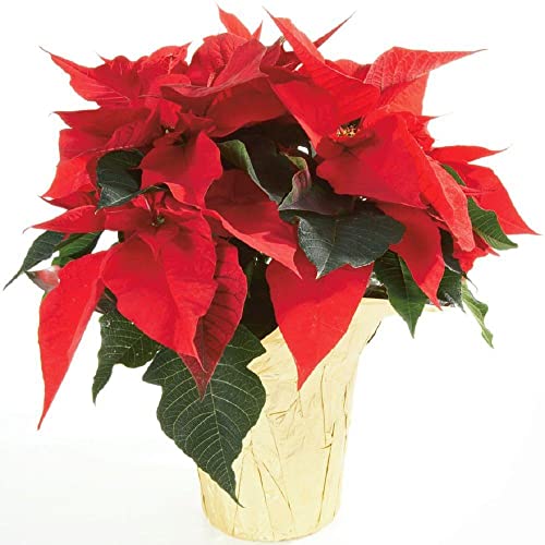 Flor Pascua Color Rojo DECOALIVE Planta de Navidad con Flores Rojas Poinsettia Planta Natural, (8436601575524)