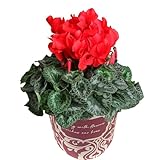 花のギフト社 シクラメン ギフト プレゼント 花 鉢植え 鉢花 誕生日 5号鉢 赤 歳暮 お歳暮